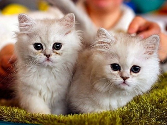 Породы кошек в Кировске | ЗооТом портал о животных