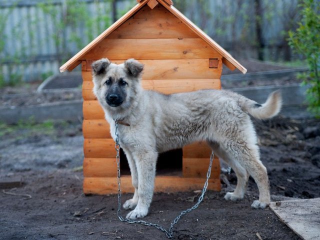 Все о собаках в Кировске